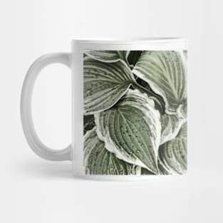 Hosta Leaves In The Rain 6 Mug